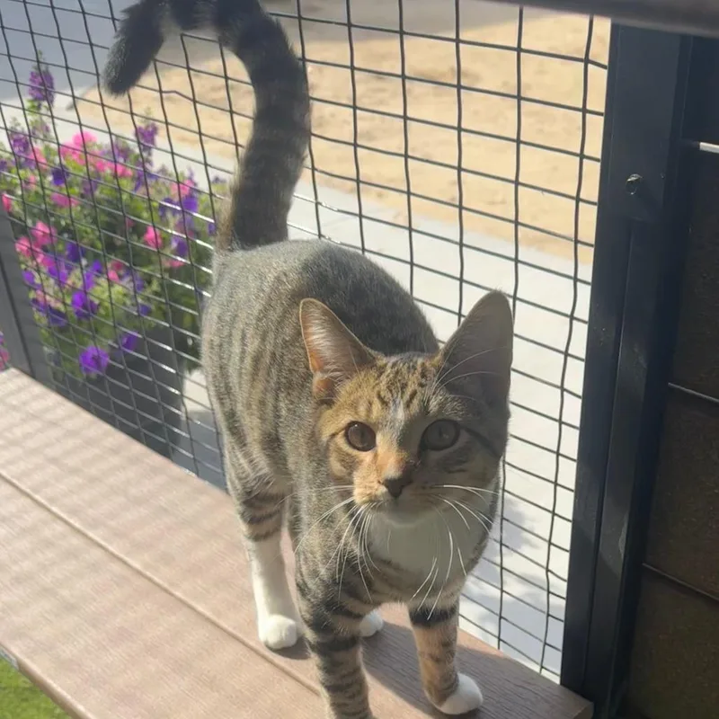 A young medium-sized male Brown / Chocolate Domestic Short Hair cat named Star C for adoption in Princeton, MN