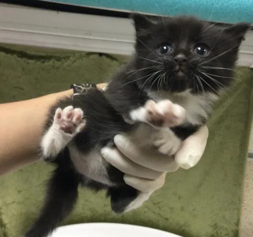 A baby small-sized female Domestic Short Hair cat named Momo for adoption in Riverside, CA