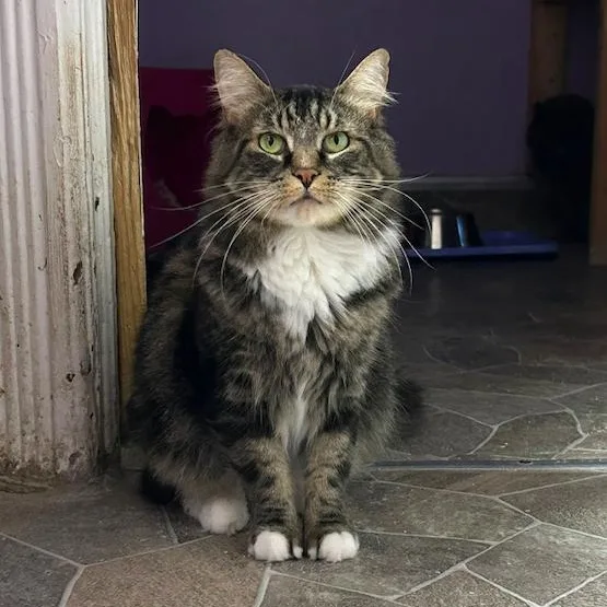 An adult medium-sized male Tabby (Brown / Chocolate) Tabby cat named Erin for adoption in Albany, NY