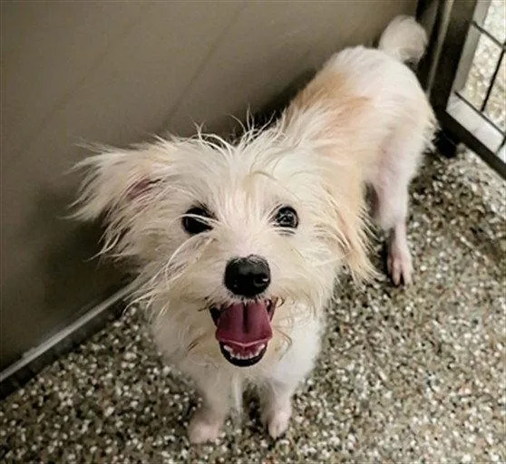 A young small-sized male Maltese dog named Skips for adoption in Clyde, NC