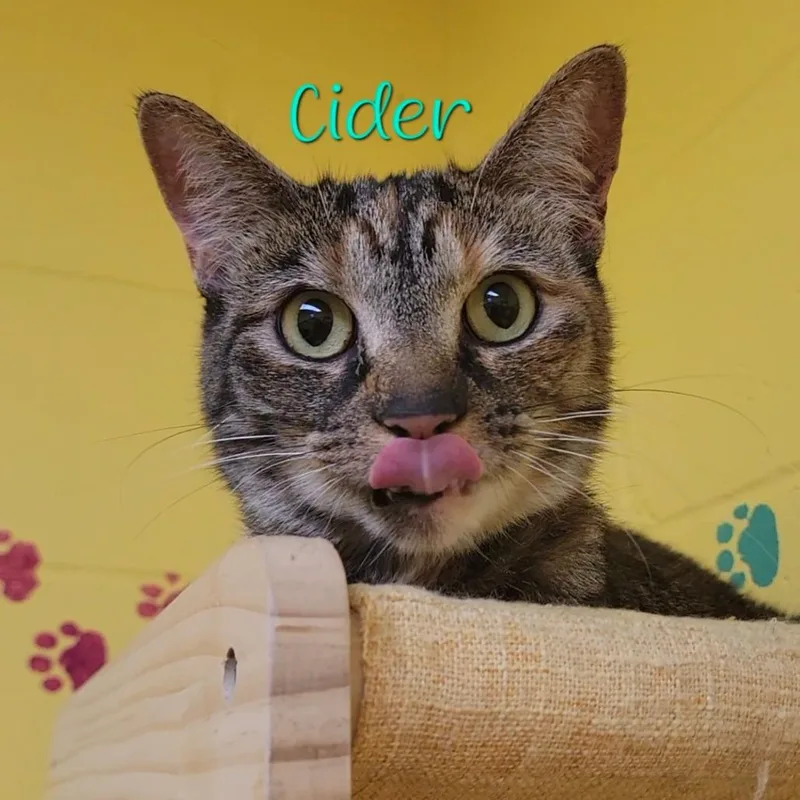 An adult medium-sized female Torbie Domestic Short Hair cat named Cider for adoption in Parkersburg, WV