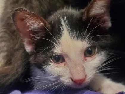 A young large-sized male Domestic Short Hair cat named Gondor for adoption in Kansas City, MO
