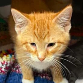 A baby small-sized male Orange / Red Domestic Short Hair cat named Elmo for adoption in Concord, NC