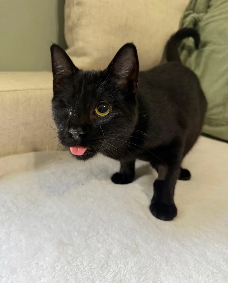 An adult medium-sized male American Shorthair cat named Biscuit for adoption in Jefferson, LA