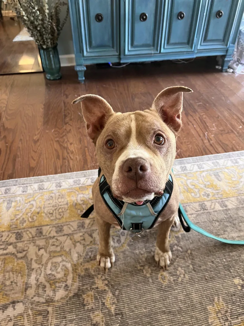 An adult medium-sized female Pit Bull Terrier dog named Roxie for adoption in Antioch, TN