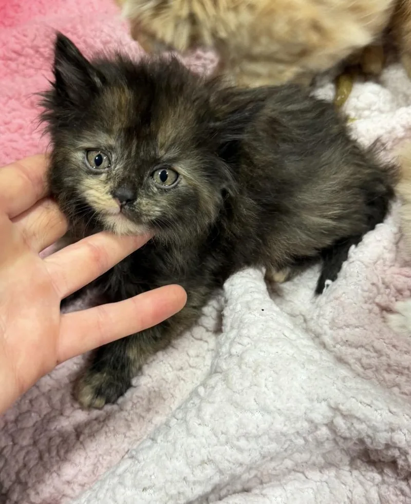 A baby large-sized female Selkirk Rex cat named Shelly for adoption in toledo, OH