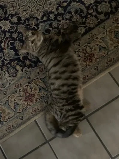 Sweetie Pie thumbnail 2