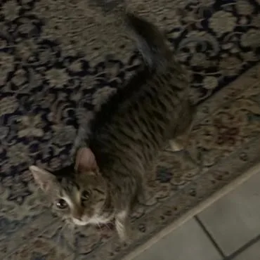 Sweetie Pie thumbnail 3