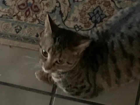 Sweetie Pie thumbnail 4