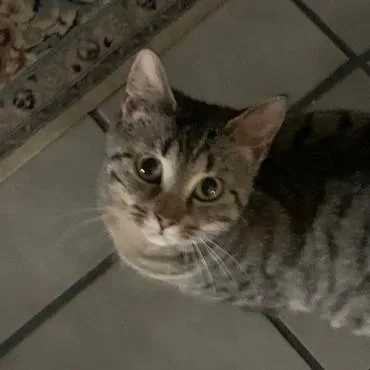 A baby medium-sized female Tabby (Brown / Chocolate) Domestic Short Hair cat named Sweetie Pie for adoption in Lemoyne, PA