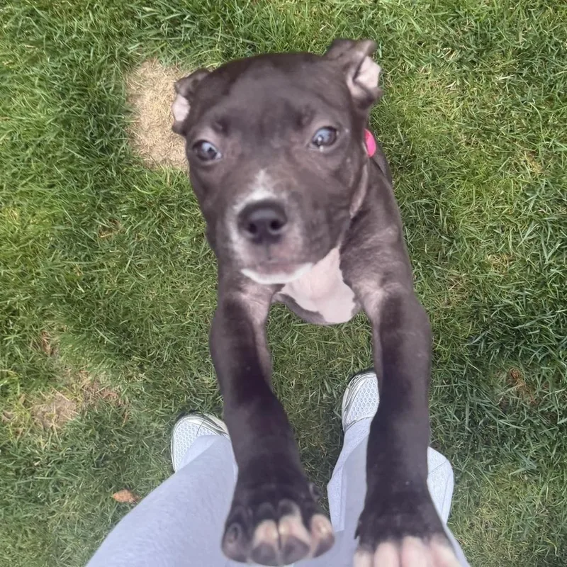 A baby medium-sized female Tricolor (Brown, Black, & White) American Staffordshire Terrier dog named Stormi for adoption in Long Island City, NY