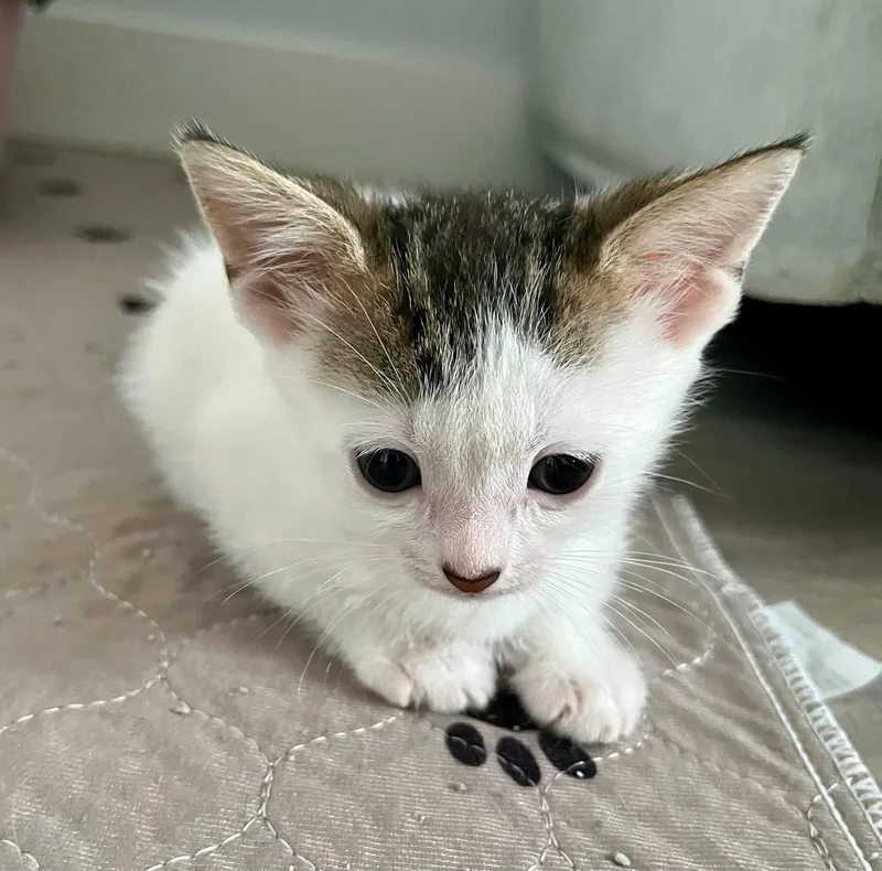 A baby small-sized female Black & White / Tuxedo Domestic Short Hair cat named Andrea& Meadow Bonded for adoption in Boca Raton, FL