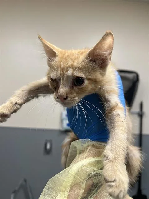 A baby small-sized male Domestic Short Hair cat named Tinsley for adoption in Las Vegas, NV