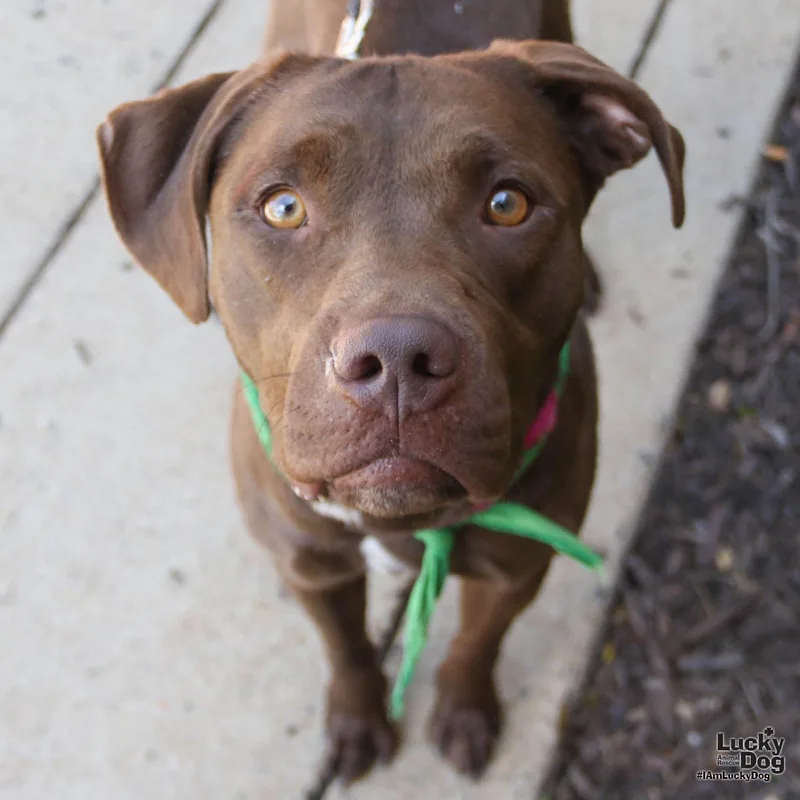 A young large-sized male Labrador Retriever dog named Rooster for adoption in Washington, DC