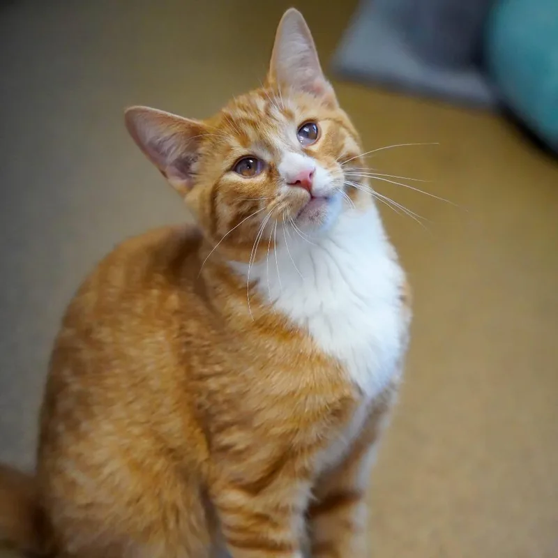 A baby medium-sized male Domestic Short Hair cat named Pheasant for adoption in Thomaston, ME
