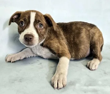 A baby medium-sized female Australian Shepherd dog named Tiana for adoption in Morton Grove, IL