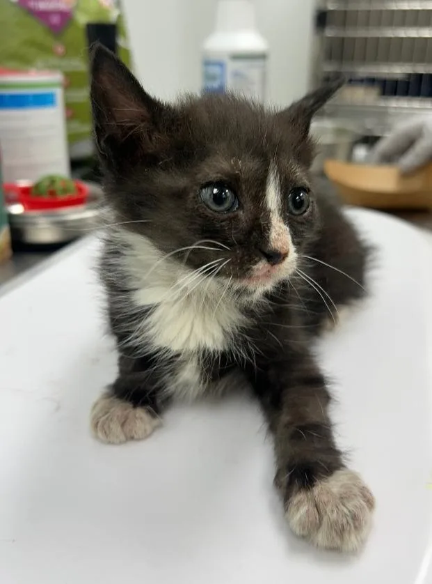 A baby small-sized male Domestic Short Hair cat named Neil for adoption in Hartsville, SC