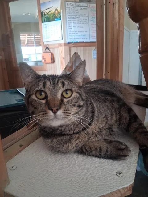A young medium-sized female Domestic Short Hair cat named Bean for adoption in Hot Springs, SD