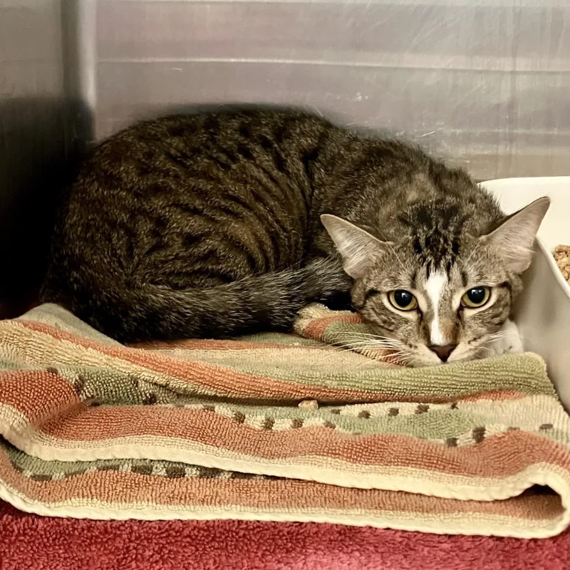An adult medium-sized female Brown / Chocolate Domestic Short Hair cat named Zara for adoption in Port Charlotte, FL