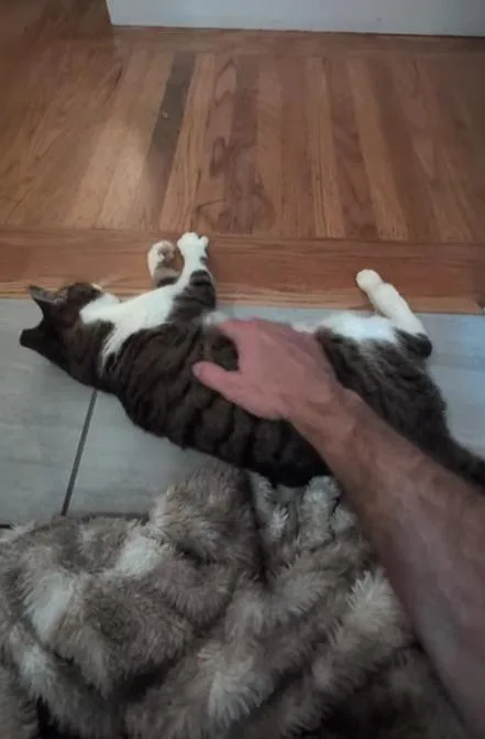 Rc Aka Toothless From thumbnail 3