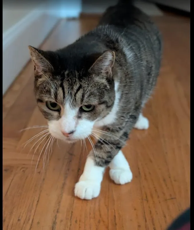 Rc Aka Toothless From thumbnail 4