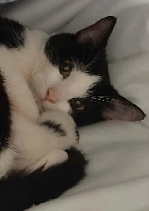 An adult medium-sized female Black & White / Tuxedo Domestic Short Hair cat named Breve for adoption in Georgetown, OH
