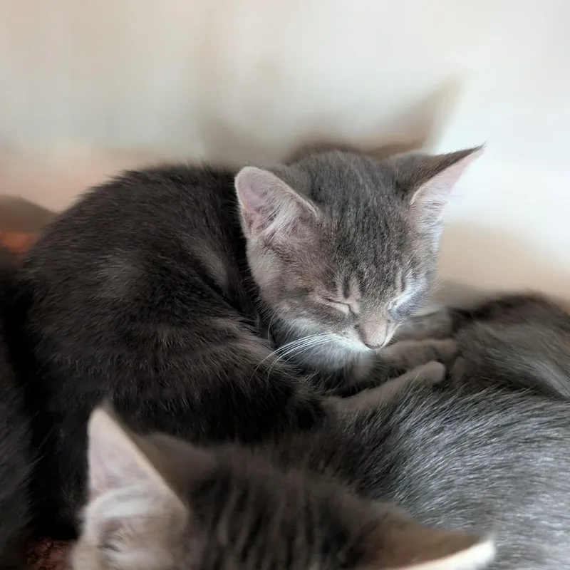 A baby small-sized male Gray / Blue / Silver Domestic Short Hair cat named Sterling for adoption in Fairport, NY