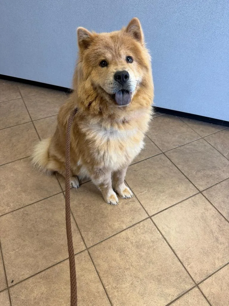 A young medium-sized female Chow Chow dog named Honey for adoption in Marion, OH