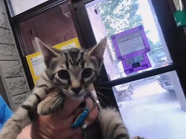 A baby small-sized male Domestic Short Hair cat named Ray for adoption in Tulsa, OK