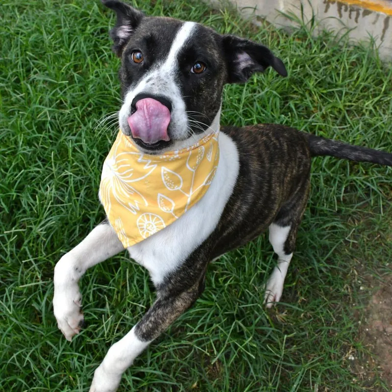 An adult medium-sized female Brown / Chocolate Mountain Cur dog named Palmer for adoption in Beaumont, TX