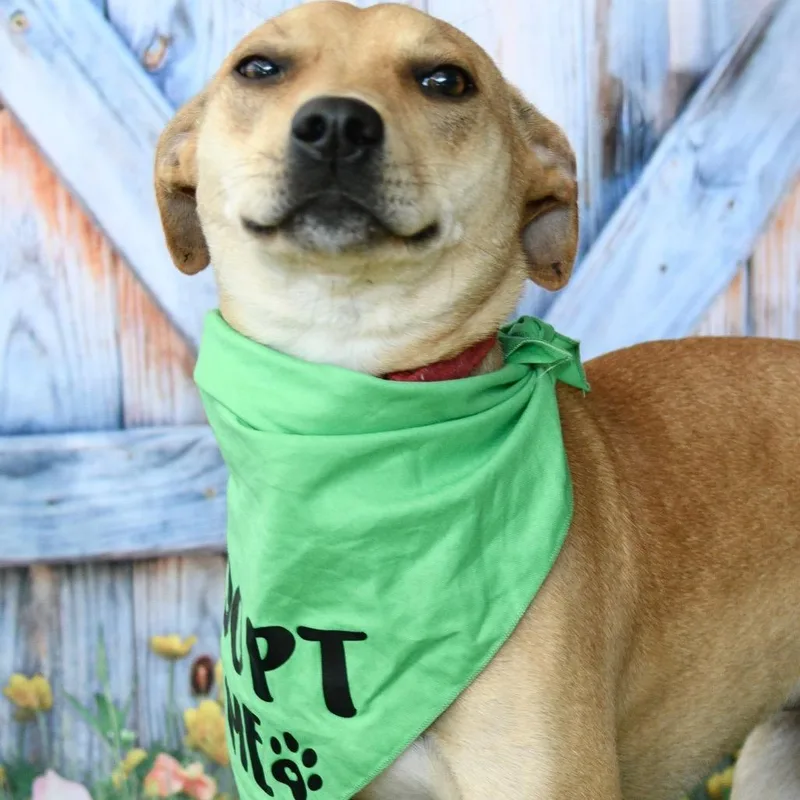 An adult small-sized male Yellow / Tan / Blond / Fawn Mixed Breed dog named Andy for adoption in Floresville, TX
