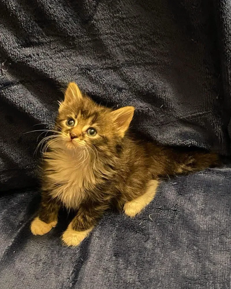 A baby large-sized male Domestic Long Hair cat named Ziggy for adoption in Oakboro , NC
