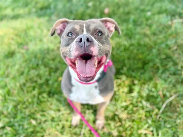 A young medium-sized male Pit Bull Terrier dog named Clark for adoption in Charlotte, NC