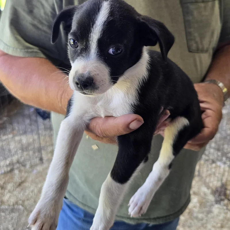 A baby small-sized male Pug dog named Shadow for adoption in Zaleski, OH