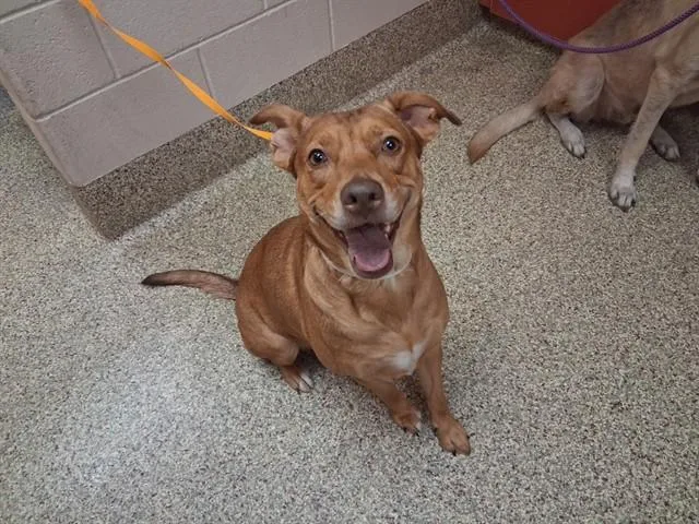An adult large-sized female Labrador Retriever dog named Iris for adoption in Colorado Springs, CO