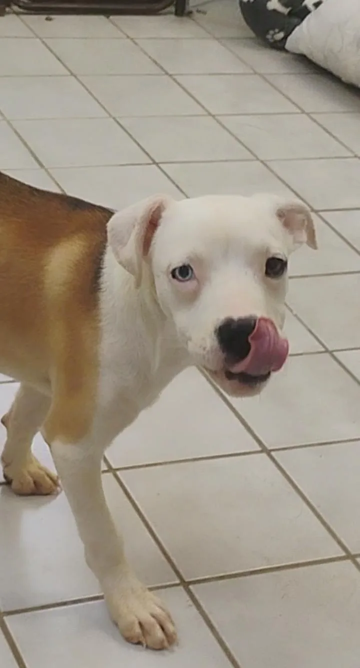 A baby large-sized female Boxer dog named Maggie for adoption in Saint Jo, TX