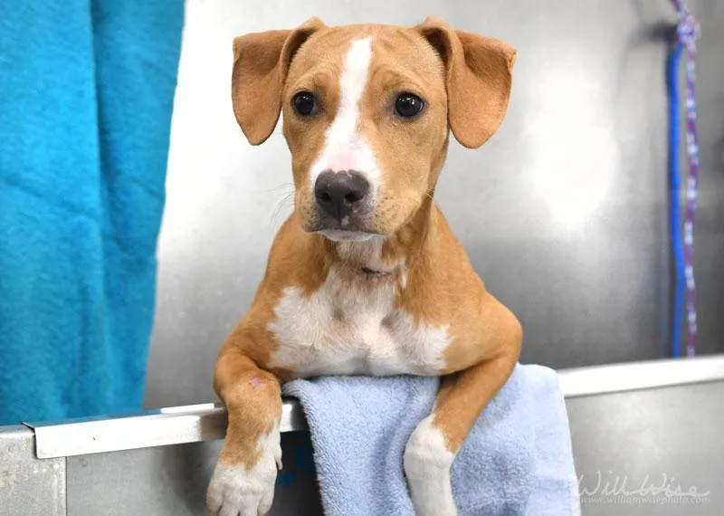 A young medium-sized female White / Cream Beagle dog named Lucy for adoption in Monroe, GA