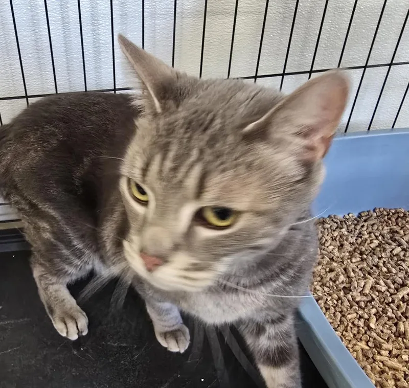 An adult medium-sized male Domestic Medium Hair cat named Lucky Ducky for adoption in Southbury, CT