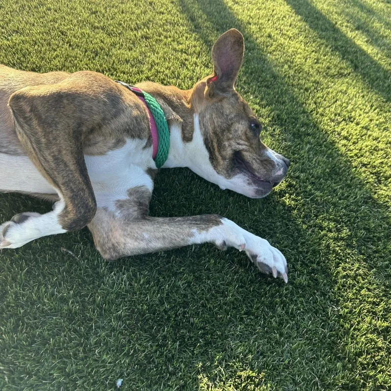 An adult medium-sized female Yellow / Tan / Blond / Fawn Mixed Breed dog named Moxy for adoption in Medford, NJ