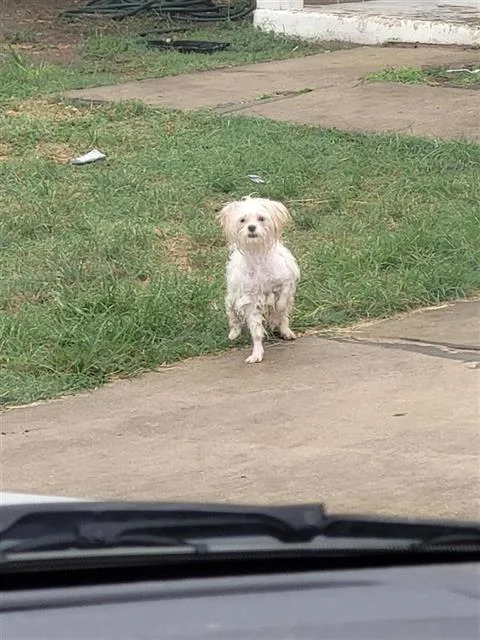 Bonbon