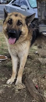 An adult extra large-sized male German Shepherd Dog dog named Marco for adoption in Los Angeles, CA