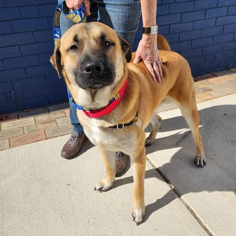A young large-sized male Yellow / Tan / Blond / Fawn Anatolian Shepherd dog named Mortimer for adoption in Falls Church, VA