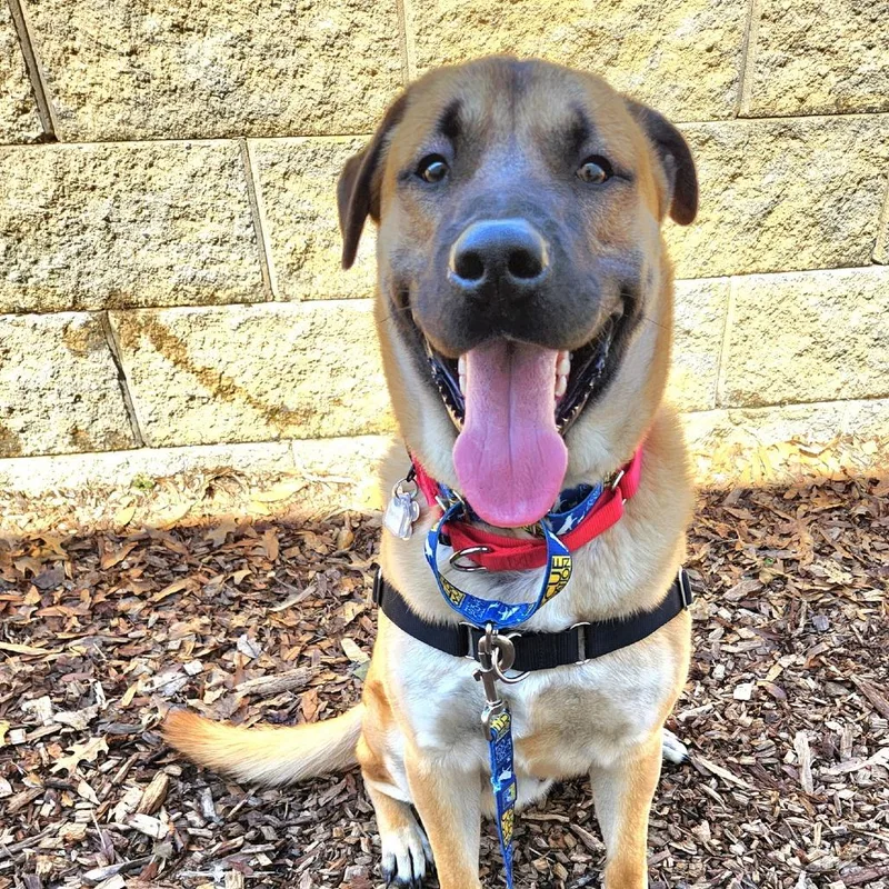 Mortimer thumbnail 3