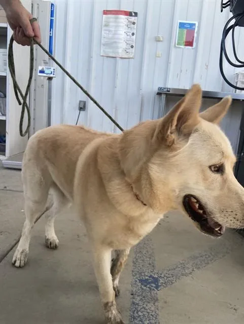A young large-sized male Shepherd dog named Max for adoption in Bakersfield, CA