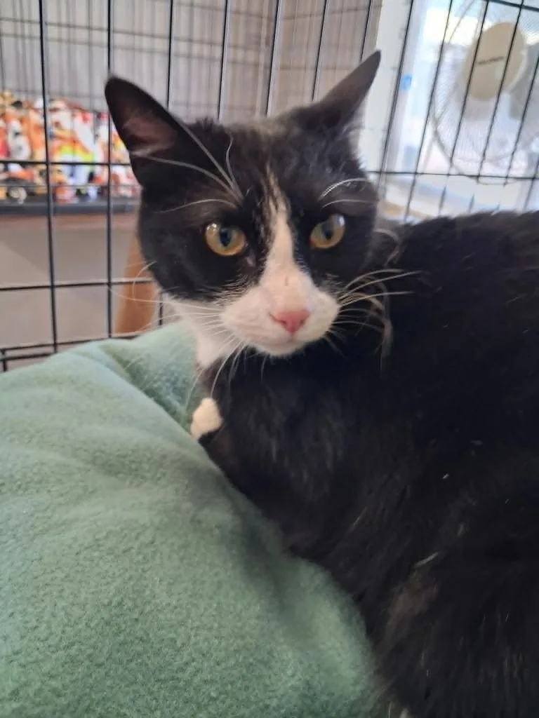 A young medium-sized female Domestic Short Hair cat named Zelda for adoption in Ogden, UT