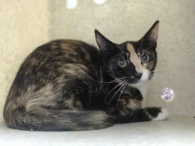 A baby small-sized female Domestic Short Hair cat named A for adoption in Moreno Valley, CA