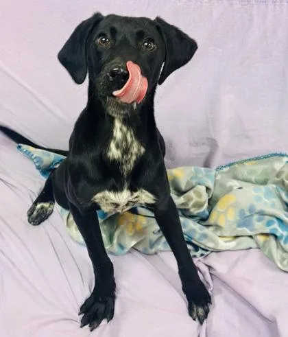 An adult medium-sized female Mixed Breed dog named Merry for adoption in West Chester, PA