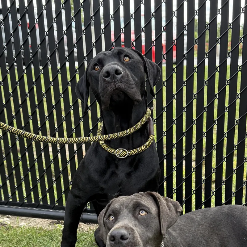 A young large-sized male Black Labrador Retriever dog named Bart for adoption in Kankakee, IL