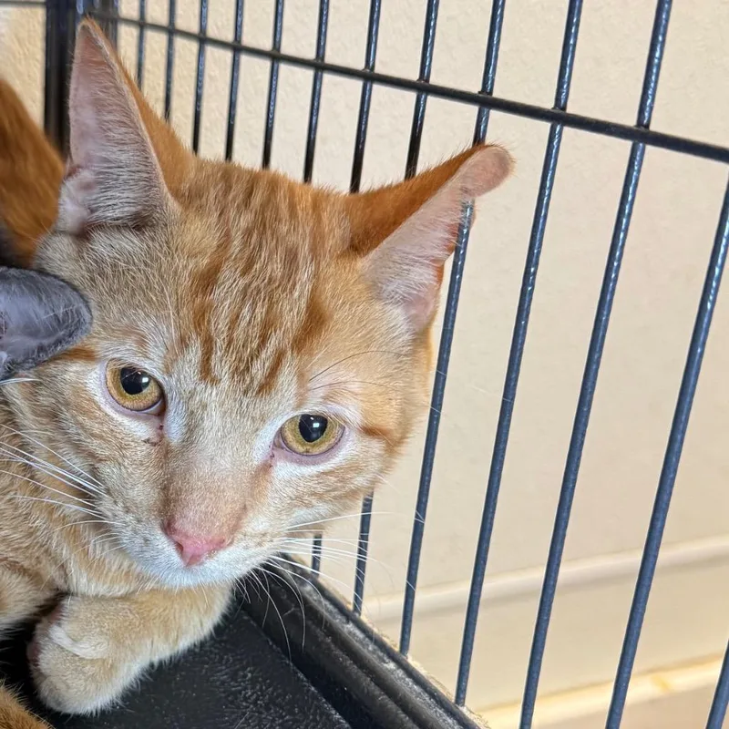 A baby medium-sized male Domestic Short Hair cat named Flapjack for adoption in Saginaw, MI