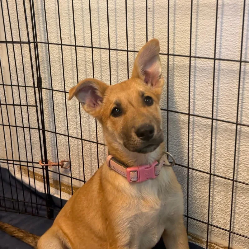 A baby small-sized female Belgian Shepherd / Malinois dog named Melody for adoption in Flagstaff, AZ